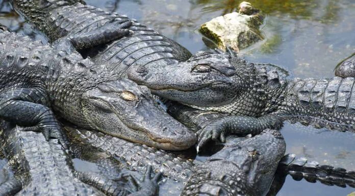 Nessuna distanza sociale qui!