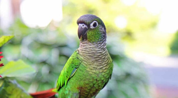 Conuro dalle guance verdi che si gode il caldo clima estivo in giardino. 