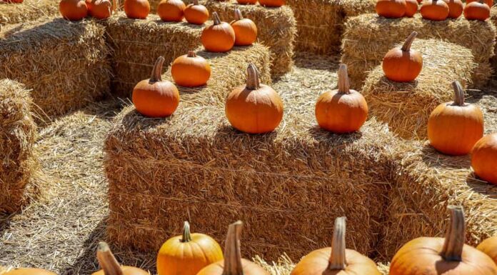 Vista di un labirinto di fieno in un orto di zucche.