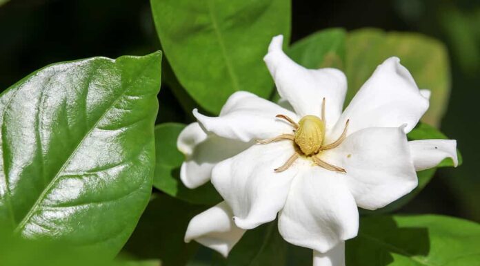 Fiore di Gardenia jasminoides