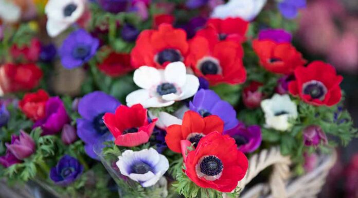Windflowers blu in blu, viola, bianco e rosso