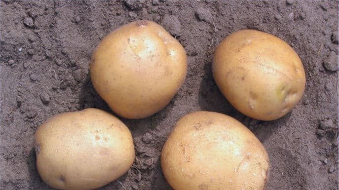 Patata con emblema dell'Ulster