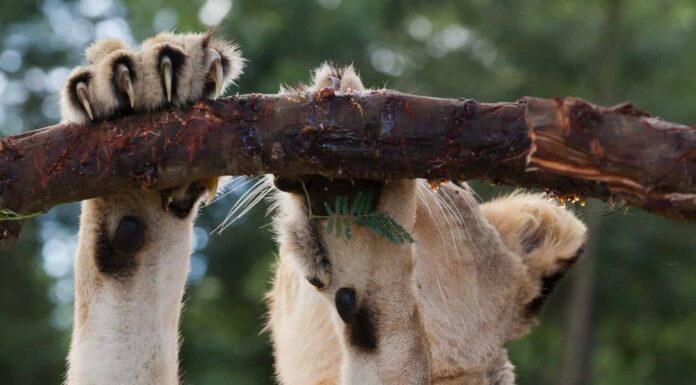 Liones si affila le unghie