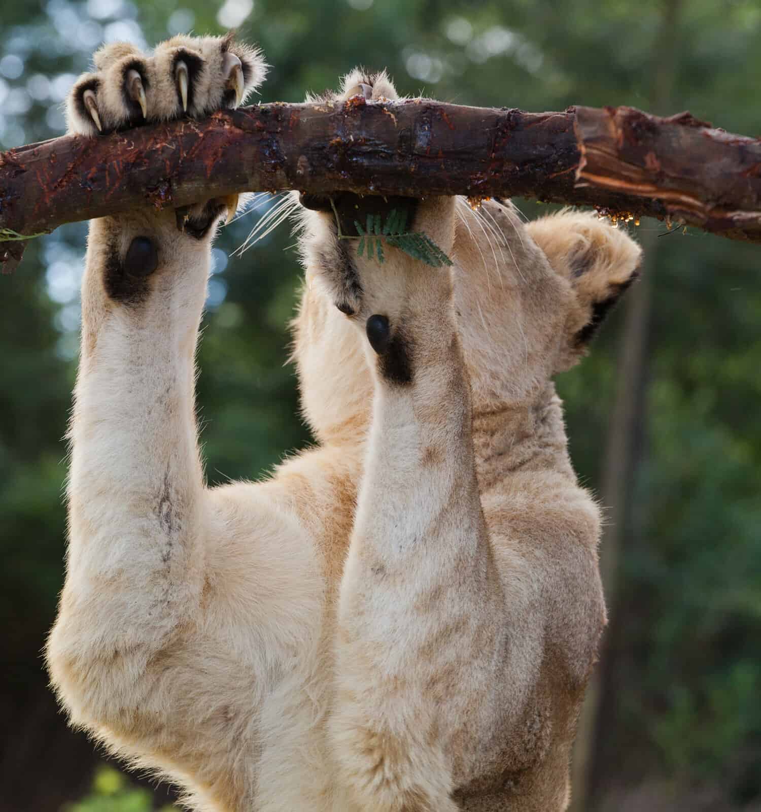 Liones si affila le unghie