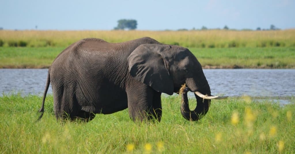 elefante africano contro elefante asiatico