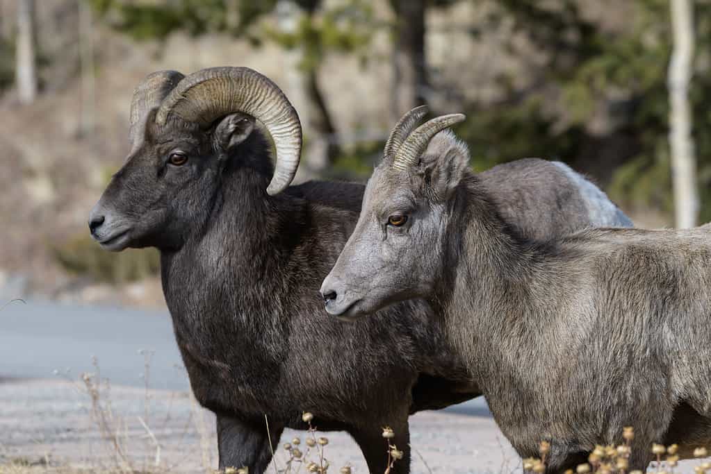 Pecora Bighorn selvaggia nelle rocce