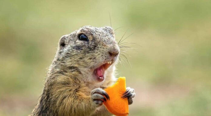 Gopher su un prato estivo con erba