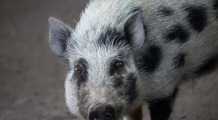 Mini maiale di Gottinga