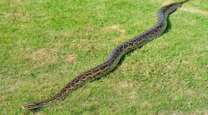 Pitone birmano disteso sull'erba.