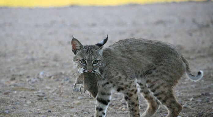 lince rossa con un topo