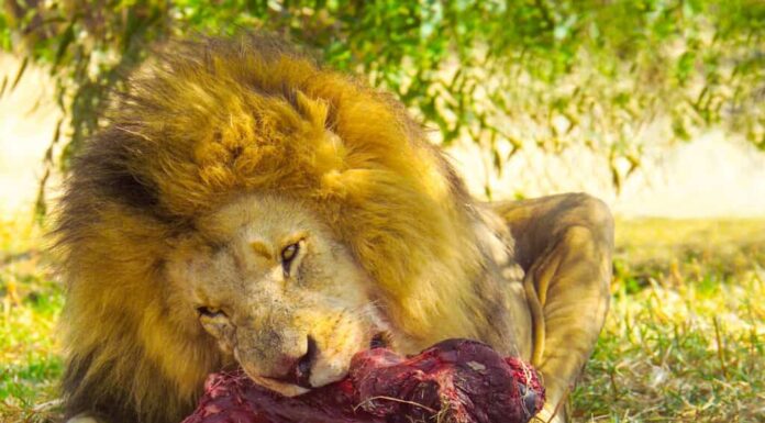 Leone - Felino, Mangiare, Cacciare, Animale maschio, Africa