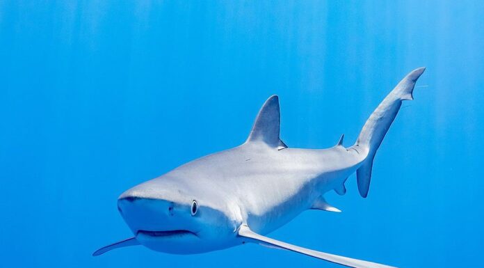 Verdesca (Prionace glauca), Canale Faial-Pico, isole Azzorre, Portogallo