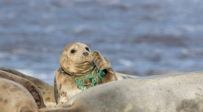 Foche di salvataggio: queste creature intrappolate nelle reti da pesca hanno bisogno di aiuto
