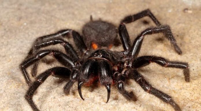 Ragno della ragnatela a imbuto di Sydney, altamente velenoso