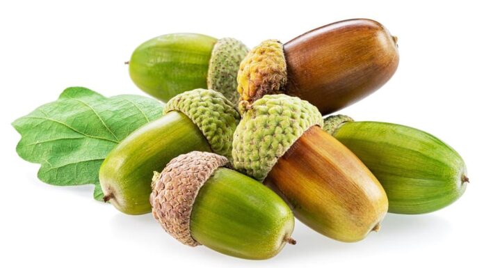 Ghiande di quercia con foglie di quercia isolate su sfondo bianco.