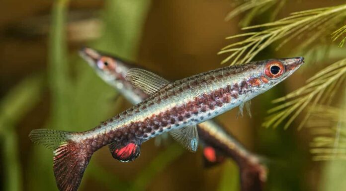 Ritratto di pesce matita (Nannostomus eques) in acquario