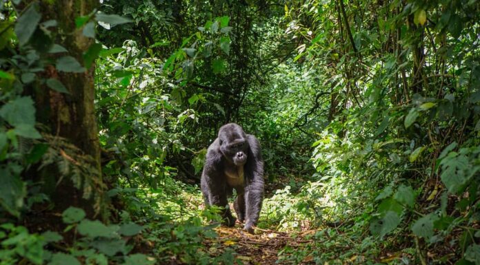 Gorilla di montagna nella foresta pluviale.  Uganda.  Parco nazionale della foresta impenetrabile di Bwindi.  Un'eccellente illustrazione.