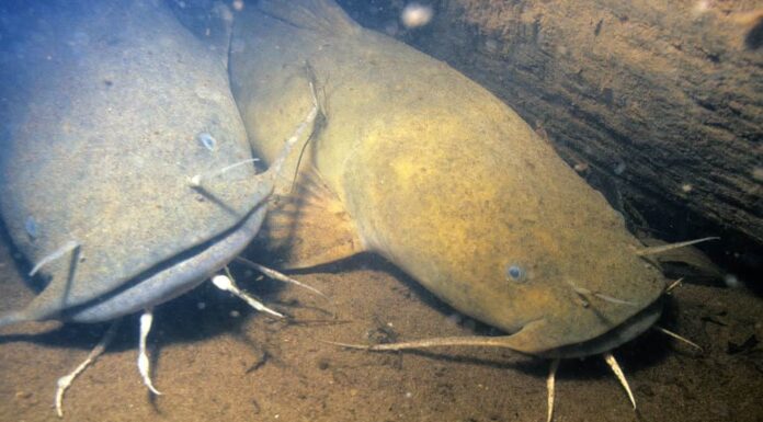 Due pesci gatto a testa piatta sul fondo del fiume.