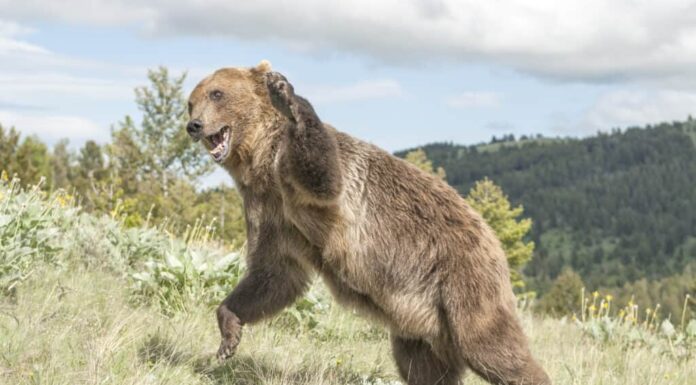 Orso grizzly che salta