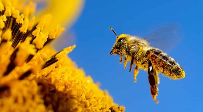 Un'ape vola sopra un girasole, impollina e raccoglie il miele