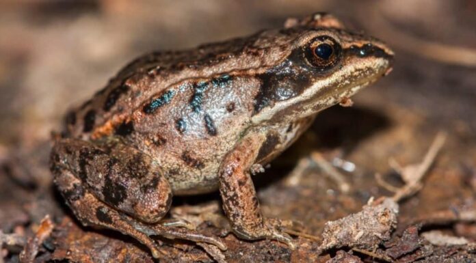 Fatti sugli animali: rane di legno