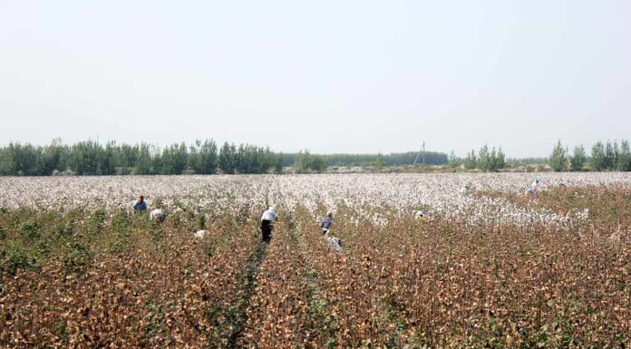 La gente raccoglie il cotone nei campi in Uzbekistan