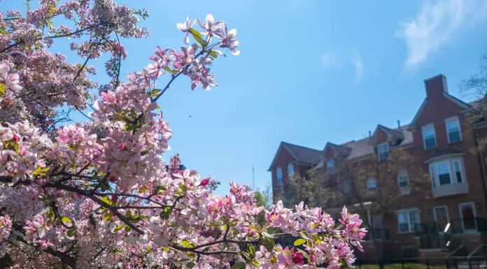 Alberi di ciliegio rosa in fiore di fronte a una fontana e case a schiera nel centro di Southfield, Michigan, in una giornata limpida in primavera.