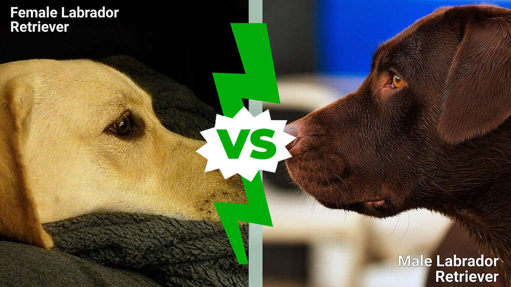 Labrador Retriever maschio vs femmina: 5 differenze chiave