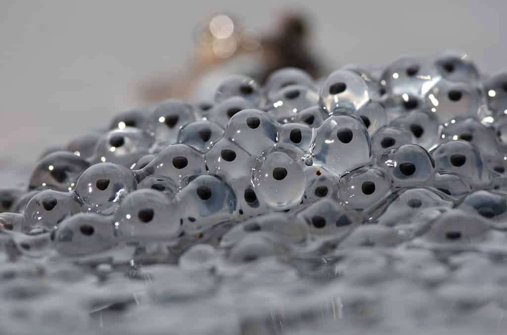 Le abitudini di accoppiamento delle rane sono semplicemente strane... davvero strane!