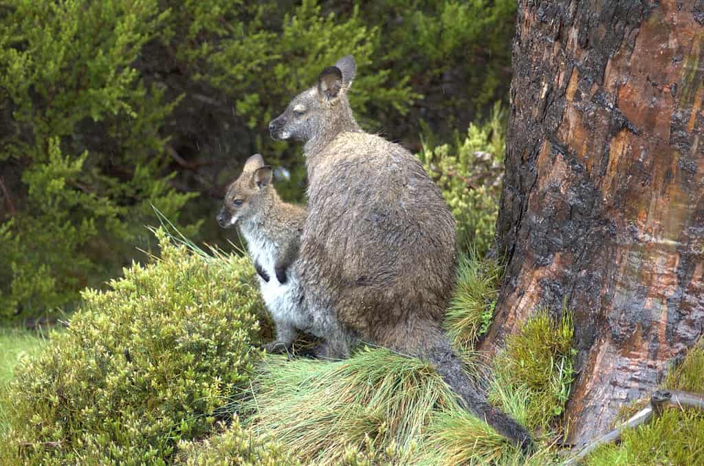 I wallaby allevano i loro piccoli nei marsupi come fanno i canguri e i koala.