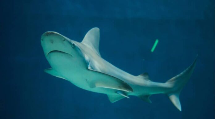 Squalo banco di sabbia (Carcharhinus plumbeus)