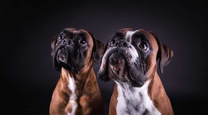 adorabile giovane gruppo di due cani deutscher boxer nello studio fotografico su sfondo nero