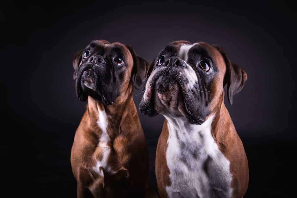 adorabile giovane gruppo di due cani deutscher boxer nello studio fotografico su sfondo nero