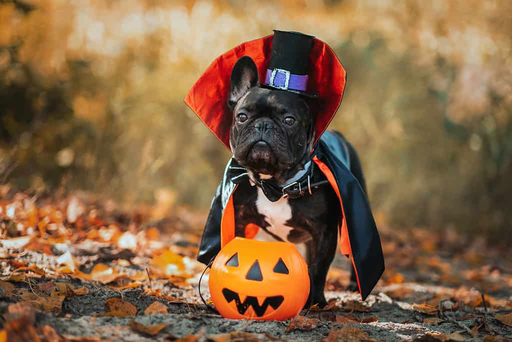 Non crederai a quanto gli americani spendono in costumi di Halloween per animali domestici...