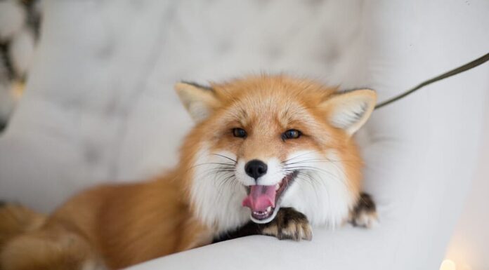 volpe rossa su una sedia