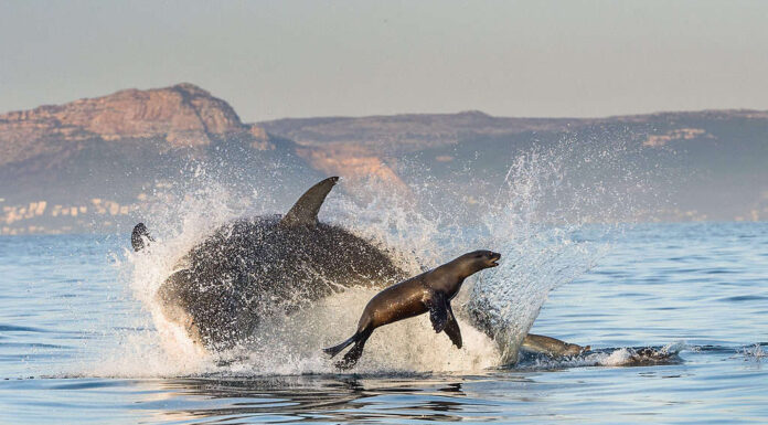 Il grande squalo bianco (Carcharodon carcharias) si rompe durante un attacco.  Caccia al grande squalo bianco (Carcharodon carcharias).  Sud Africa
