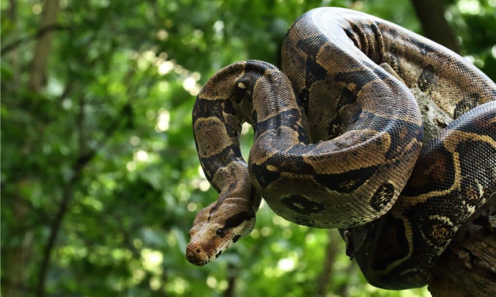 Cosa mangiano i Boa Constrictor - Boa sull'albero