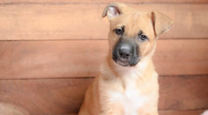 cucciolo di cagnolino dalla bocca nera