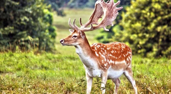 Daino, cervo, in piedi in un campo che mostra le sue corna.