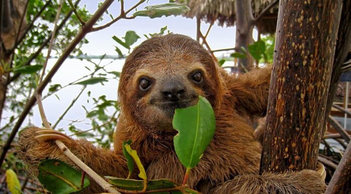 Baby Brown Throed Bradipo tridattilo nella mangrovia, Caraibi, Costa Rica