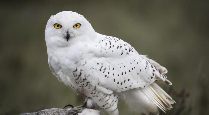 Qui ti sto guardando