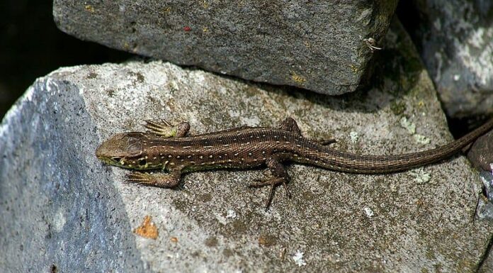 Scopri 5 odori che le lucertole odiano assolutamente e tienili lontani da casa tua
