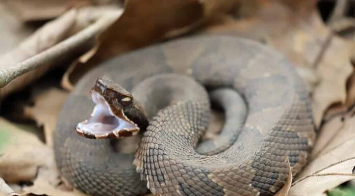 Vista laterale di un serpente Cottonmouth, pronto a colpire
