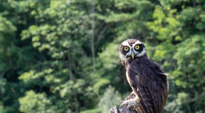 Un bellissimo gufo dagli occhiali appollaiato su un tronco nella foresta