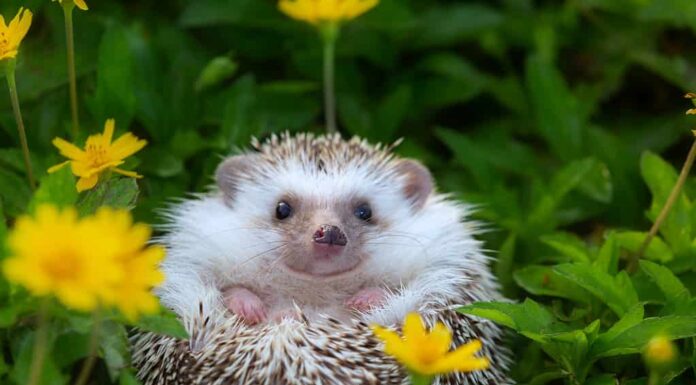 Riccio europeo che gioca nel giardino fiorito, viso molto carino e due zampe anteriori.