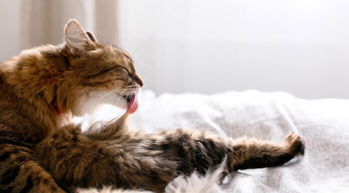 Gatto Maine Coon che si toeletta e si sdraia sul letto bianco in una stanza soleggiata, luminosa ed elegante.  Gatto carino con gli occhi verdi e con divertenti e adorabili emozioni che leccano e puliscono la pelliccia.  Spazio per il testo