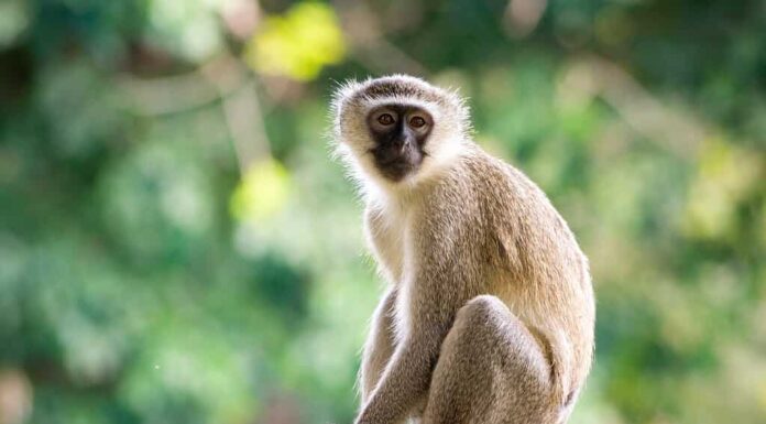 Scimmia cercopiteco (Chlorocebus pygerythrus)