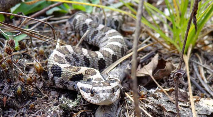 Serpente dal naso di maiale orientale Ontario Canada
