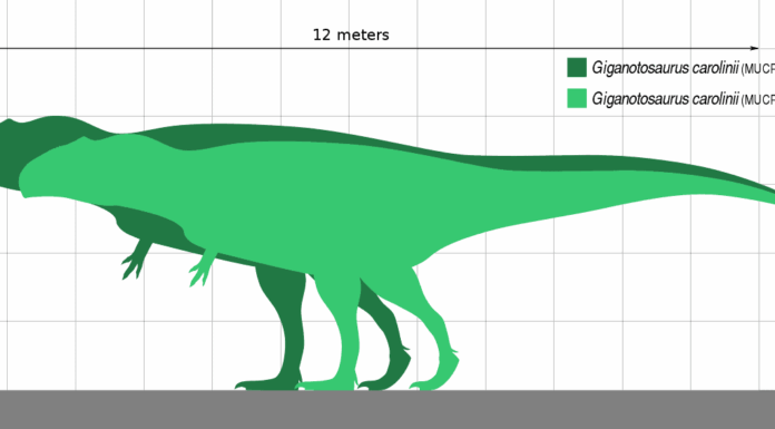 Esemplari di Giganotosaurus