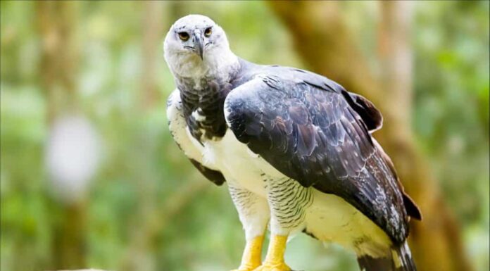 Scopri il rapace più forte del mondo intero
